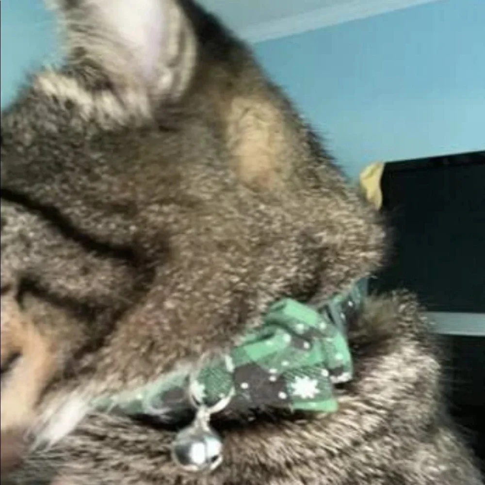 PET COLLAR